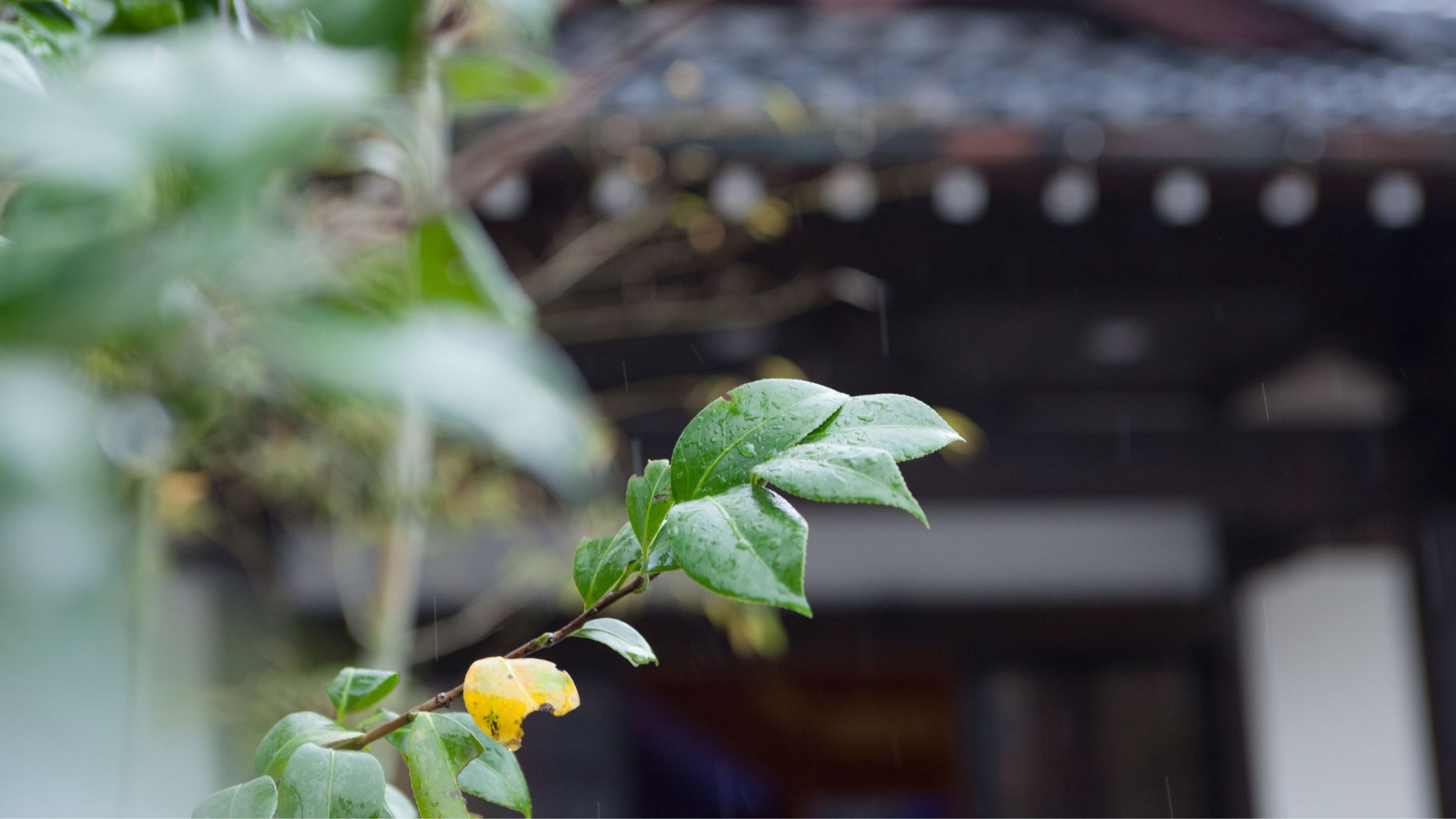 【さき楽90｜冬の至福】タグ付き山陰松葉蟹×蟹尽くし会席◆蟹好きに贈る至福の席【90E9n】