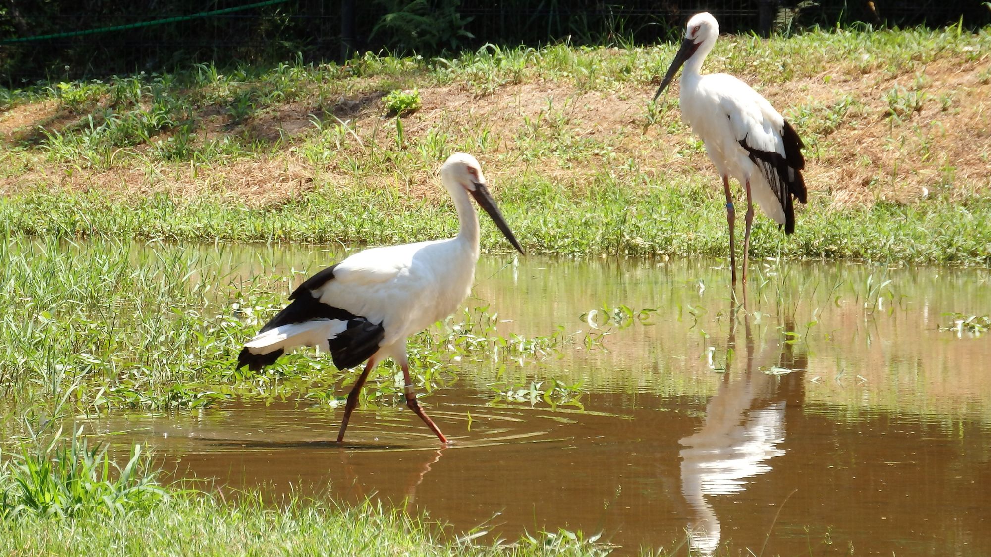 【コウノトリの郷公園】100羽近くのコウノトリを飼育する幸せを運ぶスポット（当館より車で約30分）