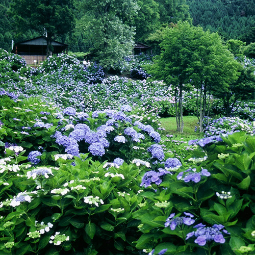 【舞鶴自然文化園】春は3万本のツバキ園、初夏は10万本のアジサイ園が見所（当館より車で約95分)