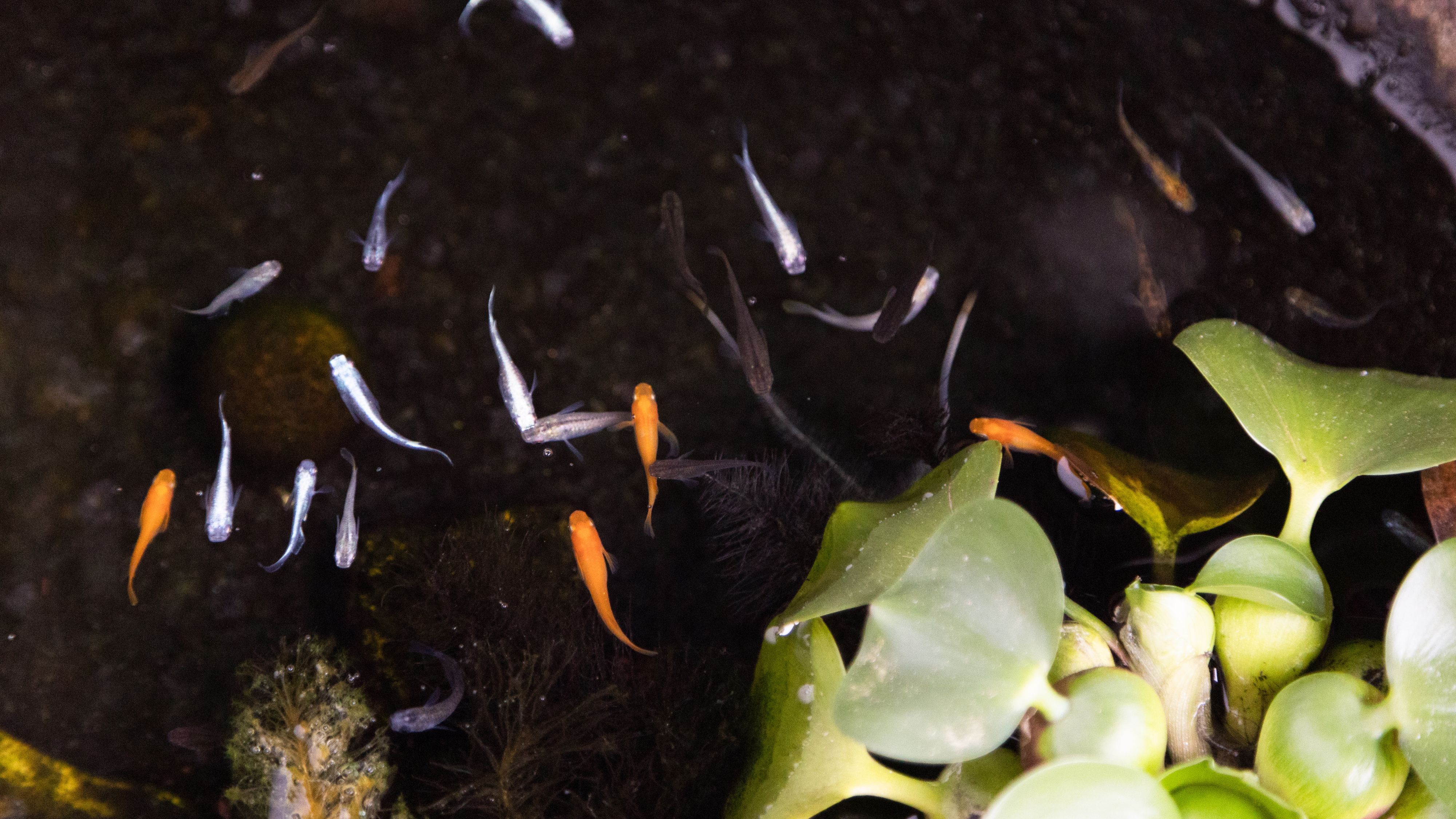水に映えるメダカたちの優雅な泳ぎ。涼やかな風景が、和の美と癒しをそっと添えます。