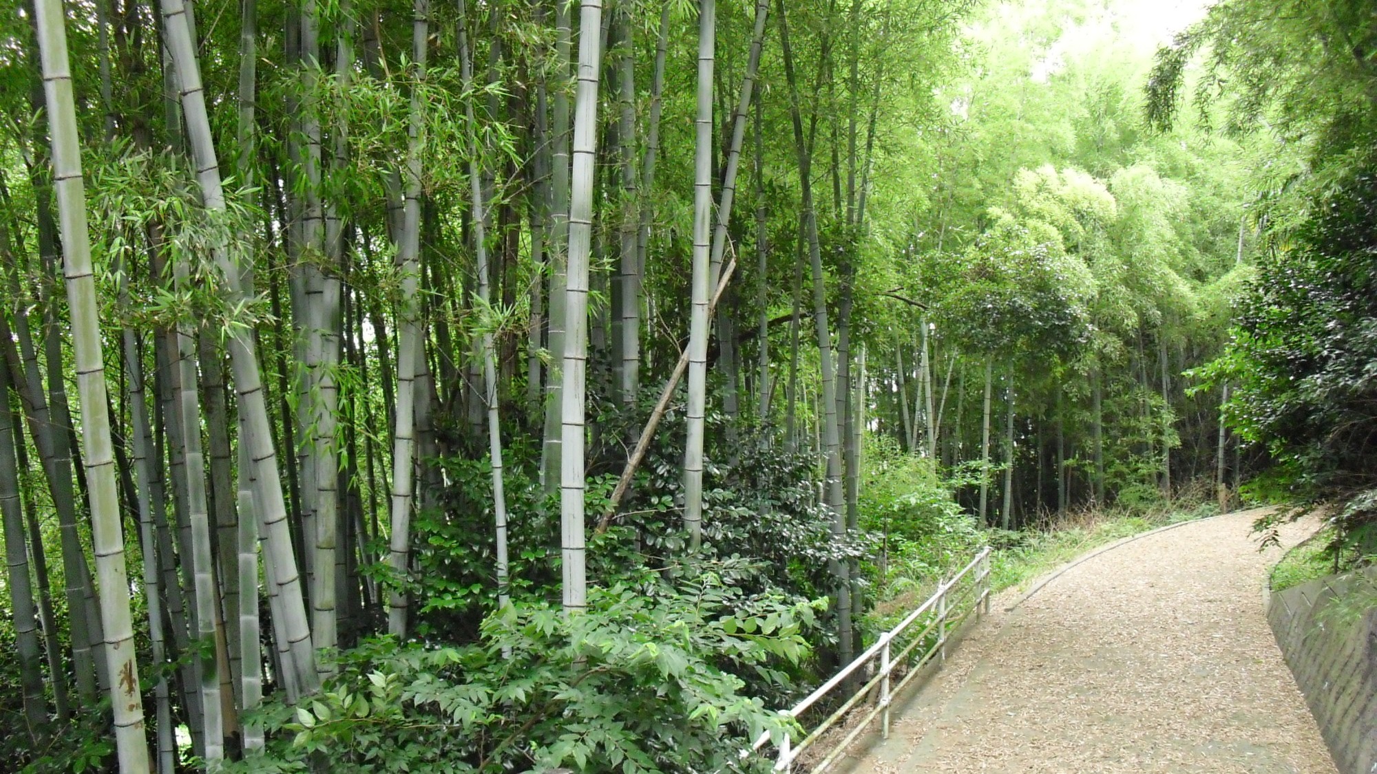 鈴熊山公園  竹林参道