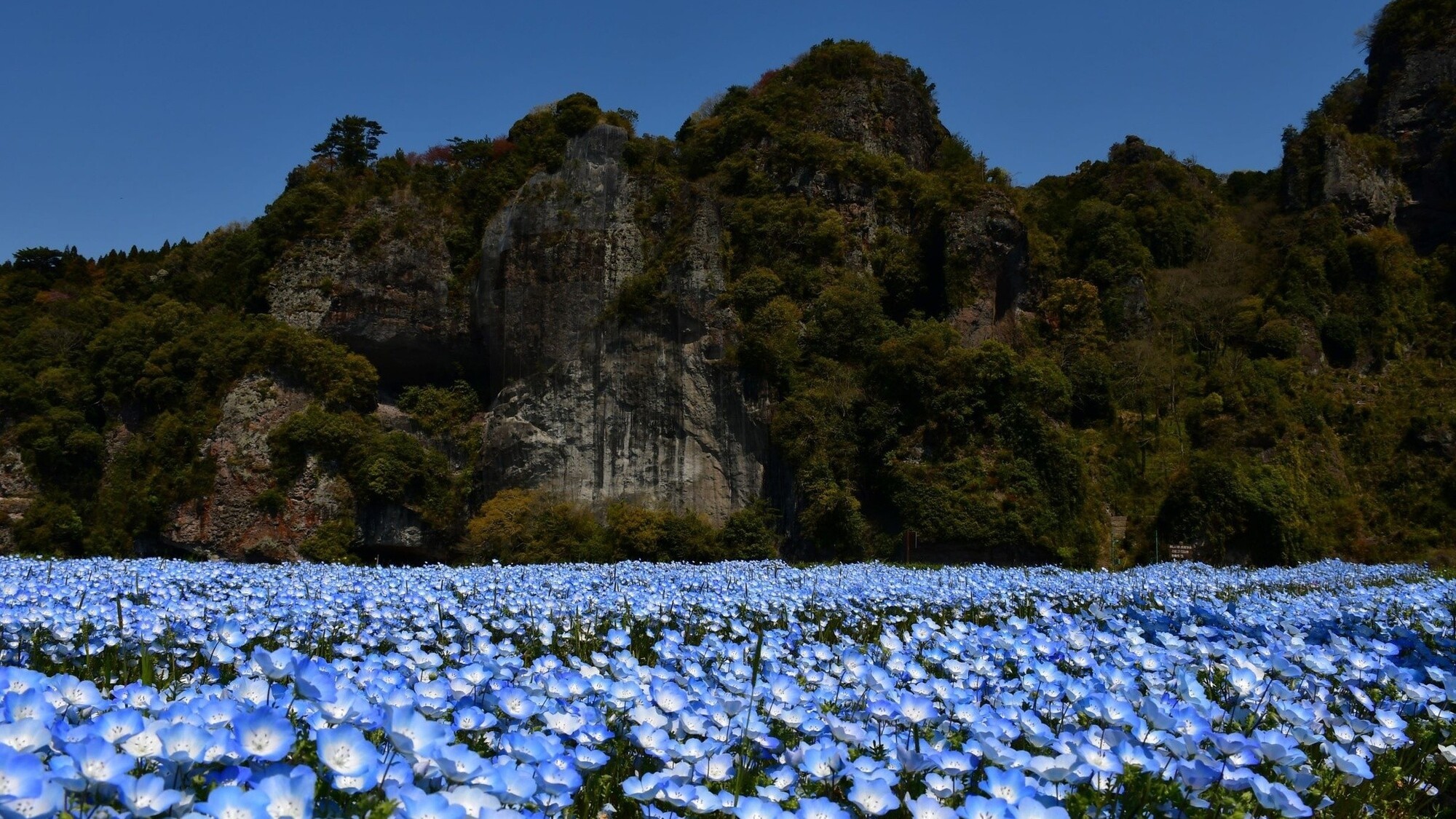 青の洞門とネモフィラ