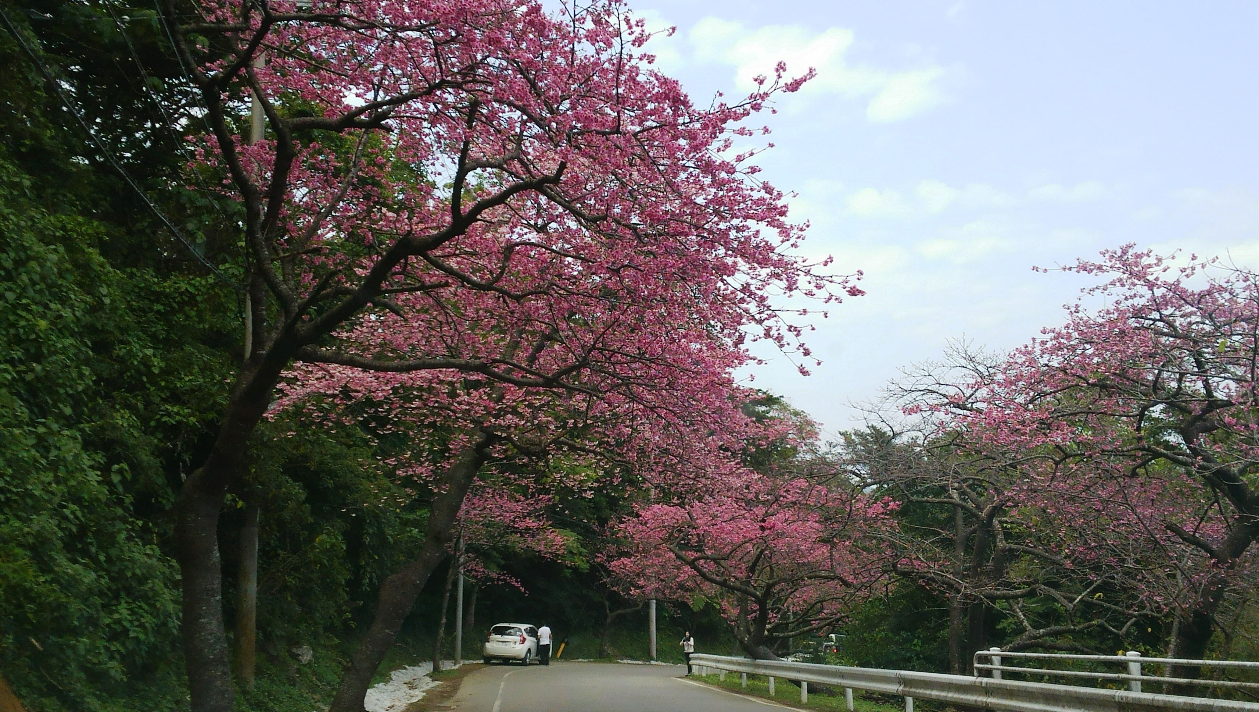 本部町の桜