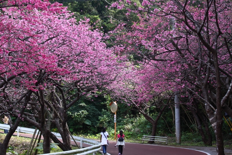 本部町の桜