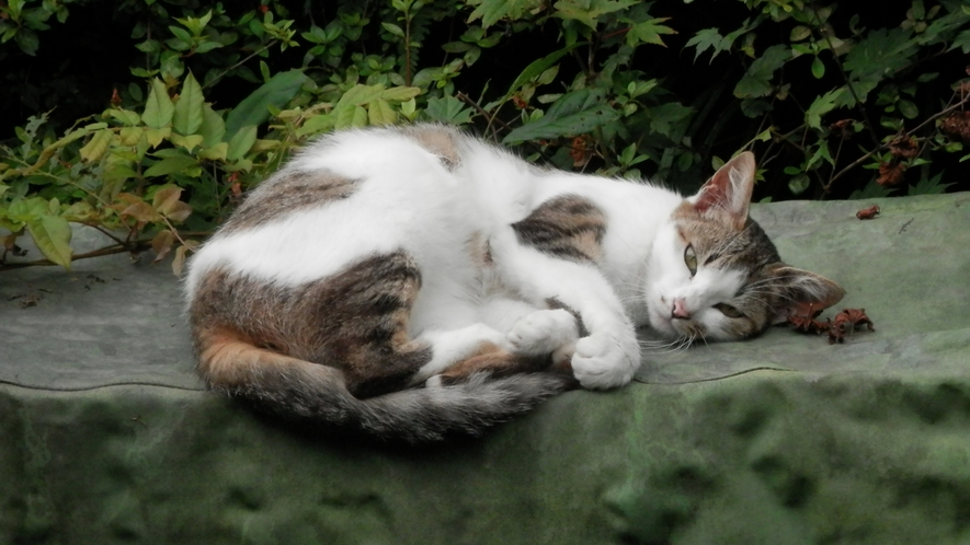 *宿の飼い猫が皆様をお出迎え♪