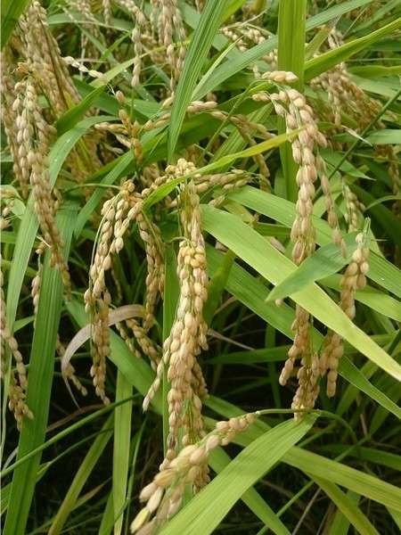 当館のお米は自然豊かな白山地区のこしひかりを契約農家から！