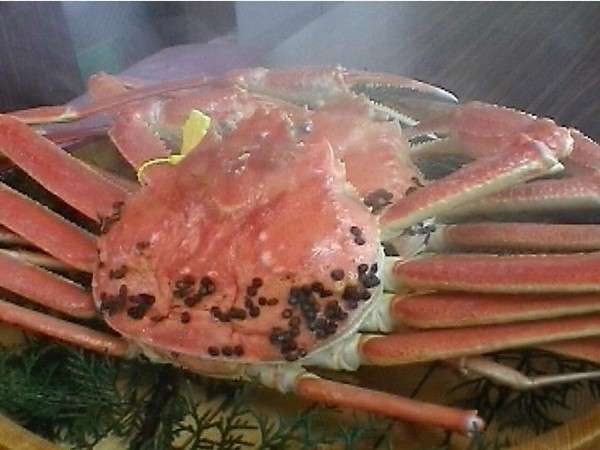 【越前蟹】召し上がりいただく前に生きていた蟹を茹で上げるので、現地じゃないと食べられない贅沢です