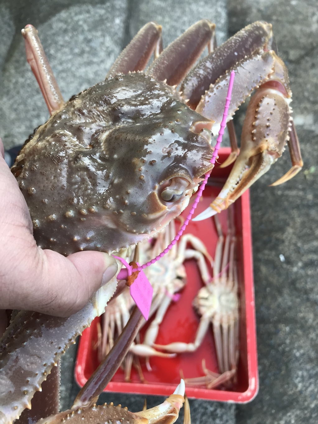 極みコース【タグ付き活カニ１杯使用】矢吉特別コース