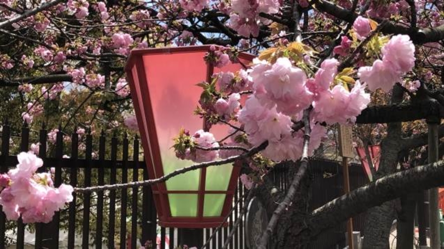 造幣局 桜の通り抜け