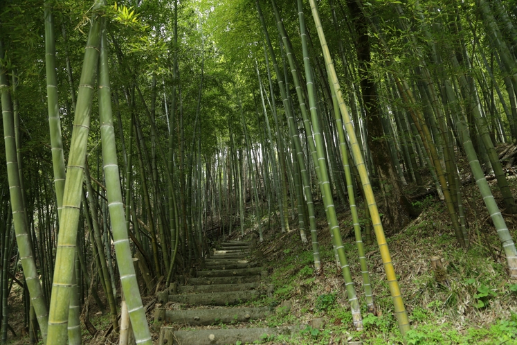 【湯田川の竹林】