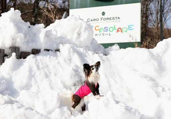 ペットと泊まる caro foresta 菅平 casolare 宿泊プラン一覧 楽天トラベル ペットと泊まる caro foresta 菅平 casolare 宿泊プラン一覧 楽天トラベル