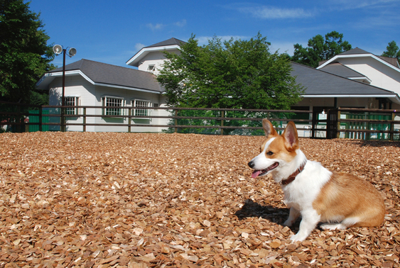 【愛犬と一緒に楽しむ】ワンコお泊りデビュープラン