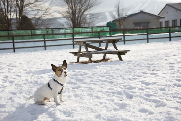 雪のドッグラン