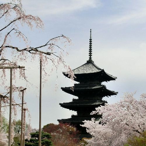 ＜春の東寺＞