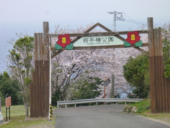 【周辺】天草大江 西平椿公園（椿、桜、東シナ海にある大ケ瀬　2017年4月12日）