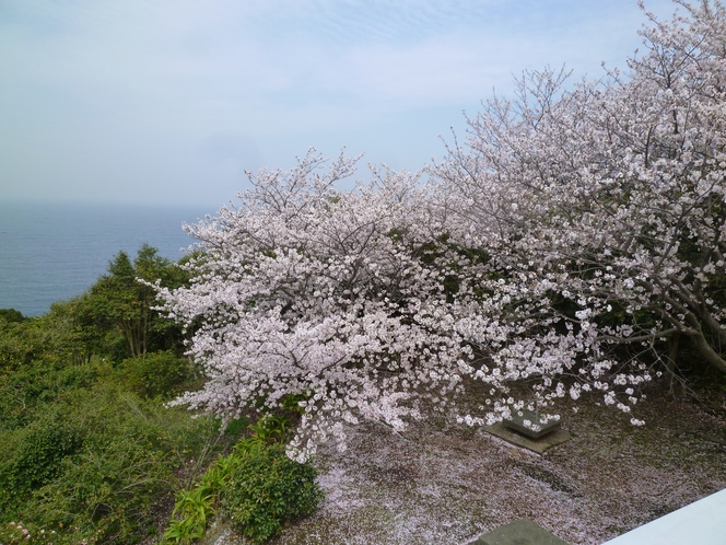 【周辺】天草大江 西平椿公園（椿、桜、東シナ海にある大ケ瀬　2017年4月12日）