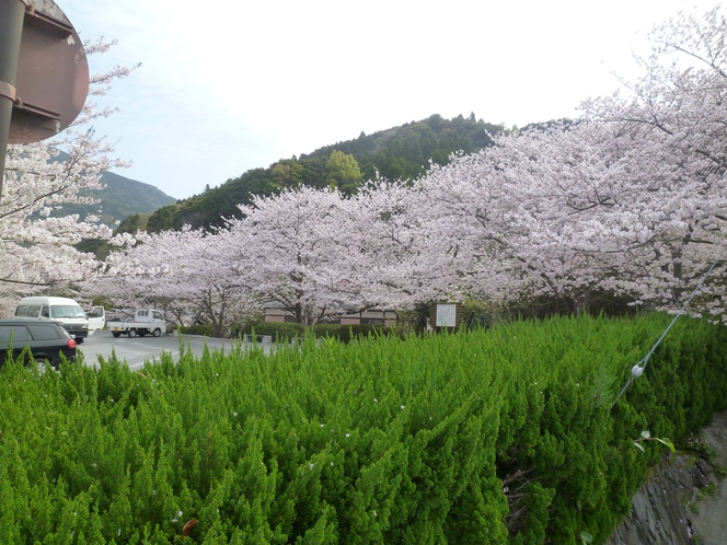 【周辺】天草大江 西平椿公園（椿、桜、東シナ海にある大ケ瀬　2017年4月12日）