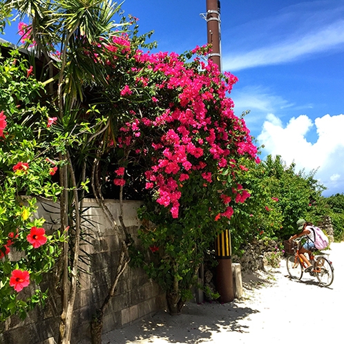 *石垣島の大自然／力強く咲乱れるハイビスカスと青い空。自転車に乗って島内をぶらり。