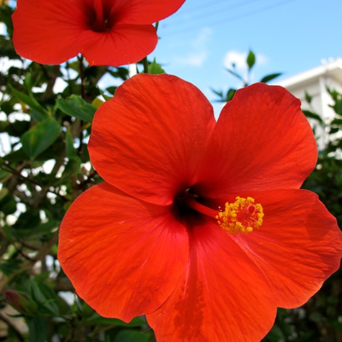 *石垣島の大自然／島内に咲き乱れる南国の花。鮮やかな赤に元気をもらえる島。