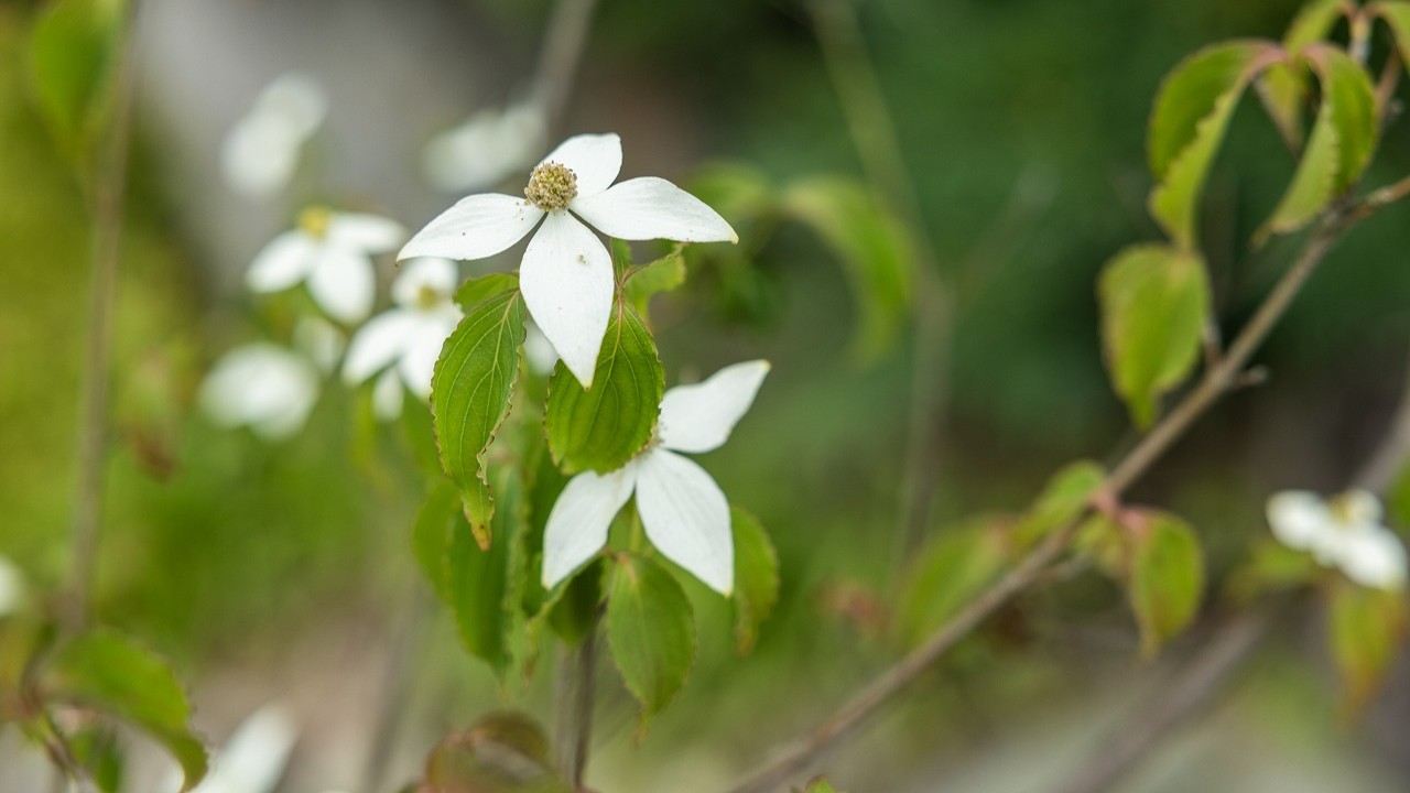 白く可憐な山法師の花が、旅のひとときを優しく彩ります