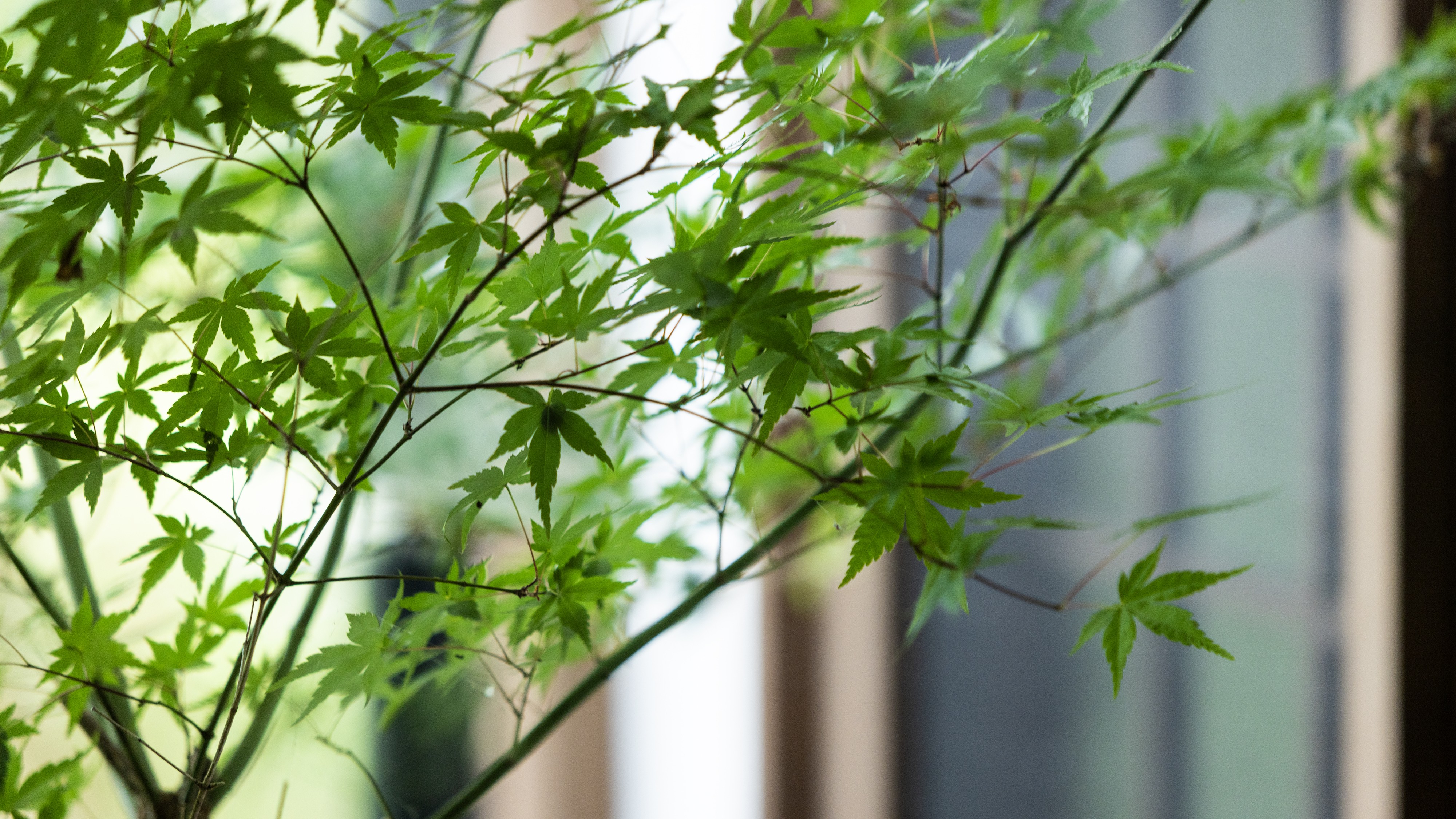 揺らめく木々を眺めながらゆったりと湯に浸かるひととき