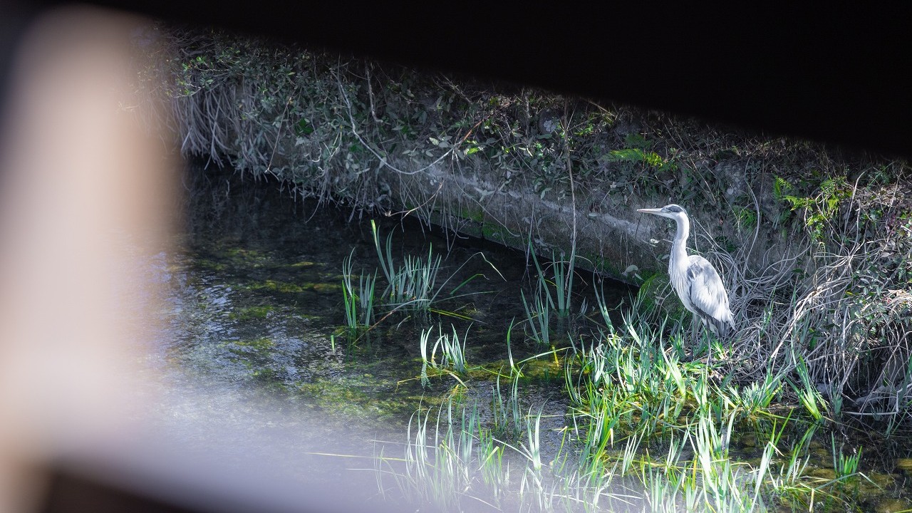 窓からの野鳥ウォッチング