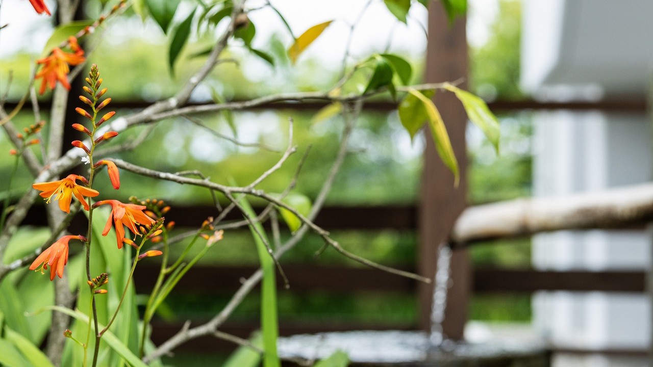 涼やかな水音に寄り添う、四季折々の草花