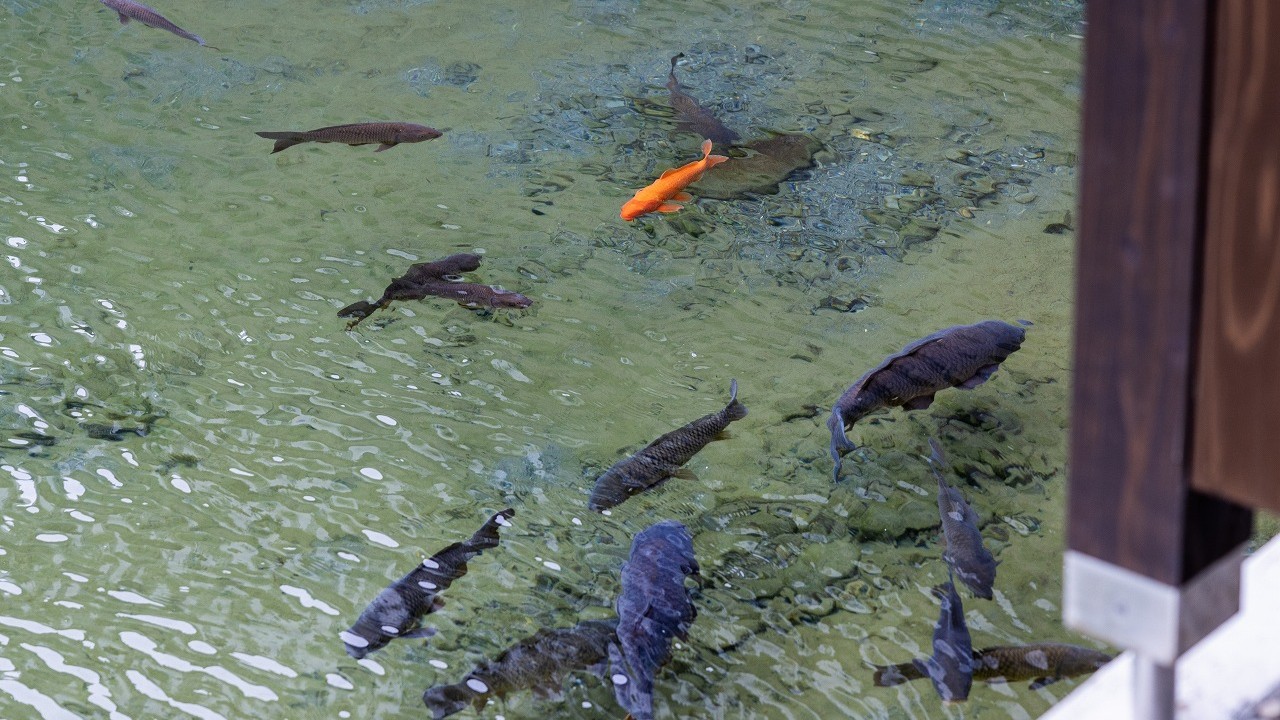 熊本県平成の名水百選の湧水池