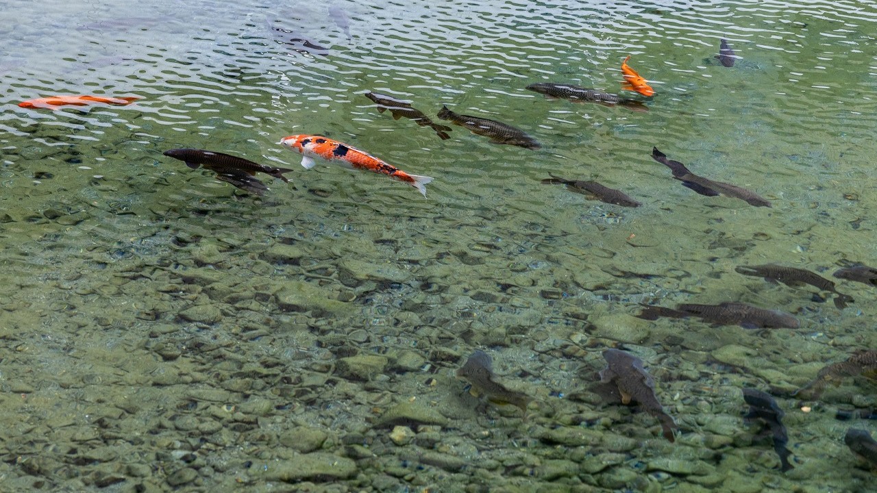 水面をゆったりと泳ぐ鯉に、心癒されるひととき