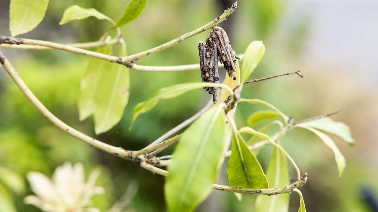 敷地内の草花。散策もどうぞ