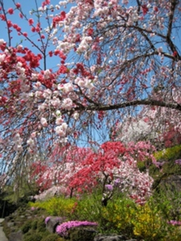 善勝寺の花々