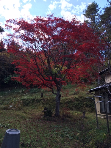 庭の紅葉