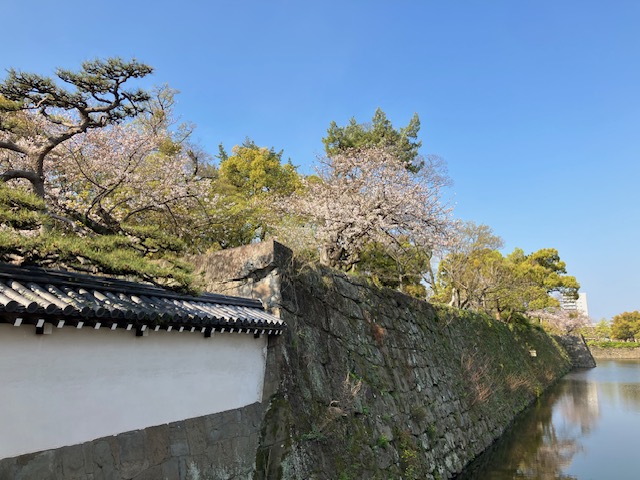 260403_和歌山城外堀の桜　ほぼ満開の様子