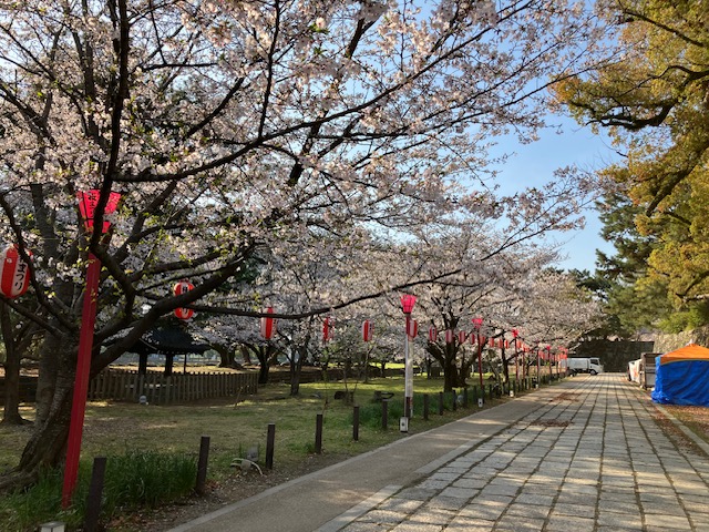 260403_和歌山城大手門入り口付近の桜　ほぼ満開の様子