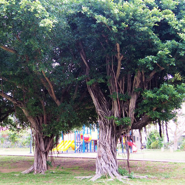 【緑が丘公園】大きながじゅまるの木もあります！