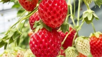 【いちご狩りを満喫♪】〜いちご狩り体験2食付プラン〜夕食は和洋バイキング