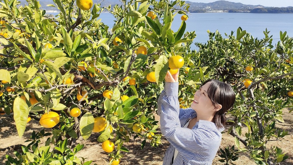 【美味しくて楽しい三ヶ日みかん狩りを満喫♪】〜三ヶ日みかん狩り体験2食付プラン〜夕食は和洋バイキング