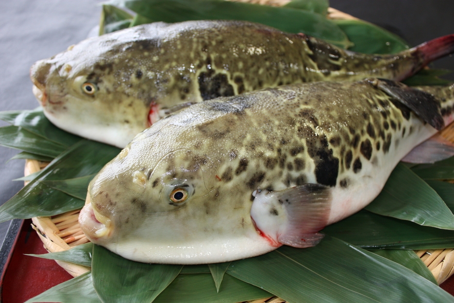 九州銘漁場から獲れたて！【とらふぐ フルコース】ディナー  一泊二食付