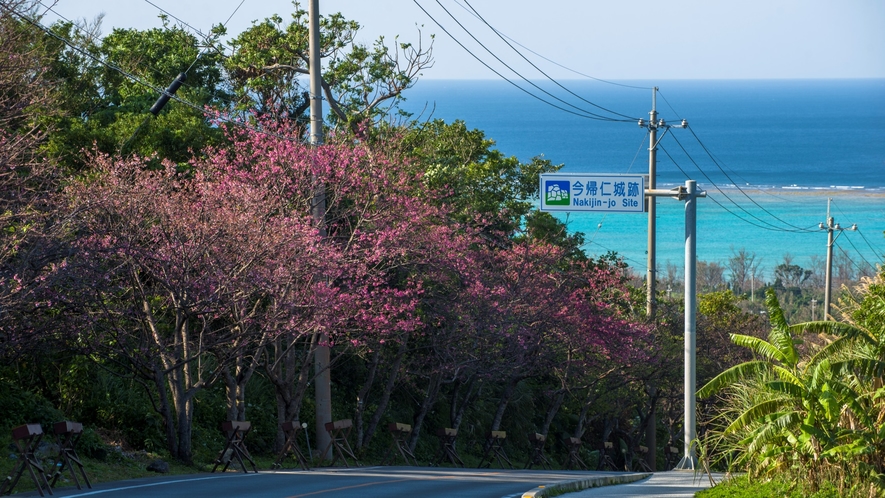 【周辺観光：今帰仁城跡桜まつり】