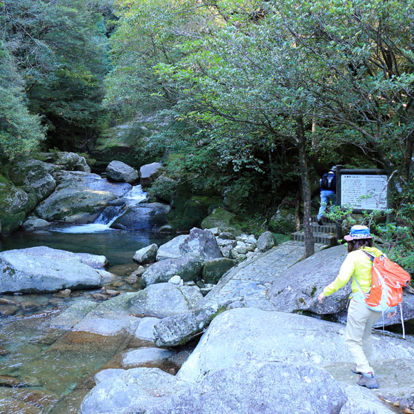 【白谷雲水峡】照葉樹林やヤクスギ林といった自然休養林の宝庫。