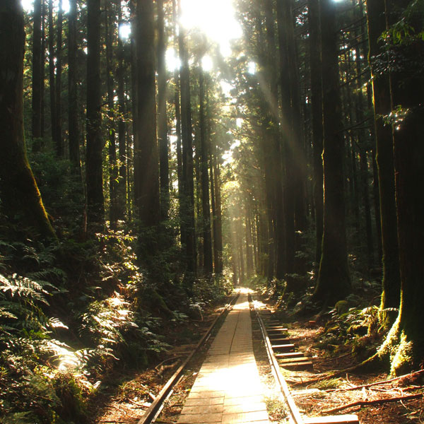 【トロッコ道】歴史あるトロッコ道で縄文杉に会いに行こう♪