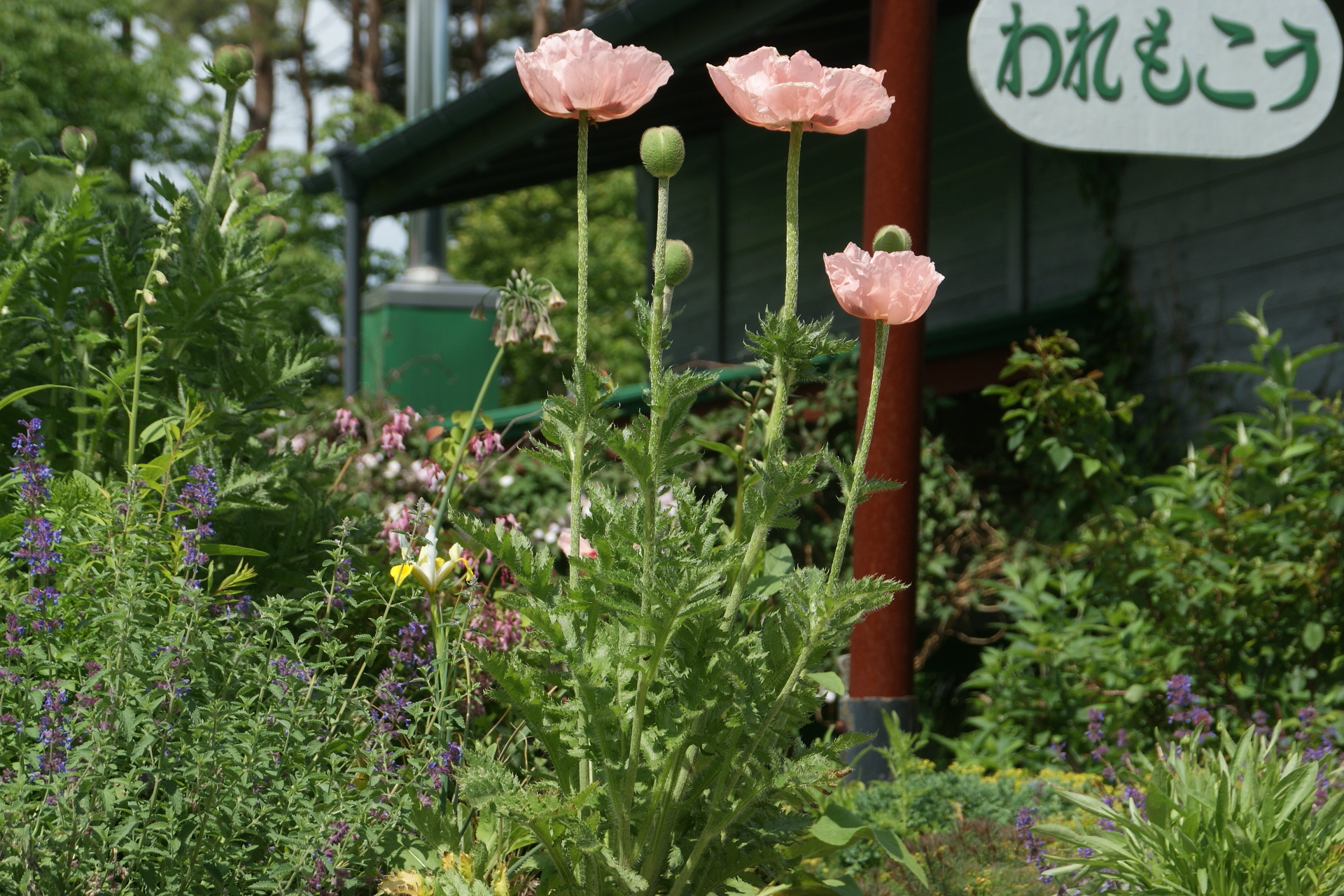 春になると数々の花が咲き乱れます