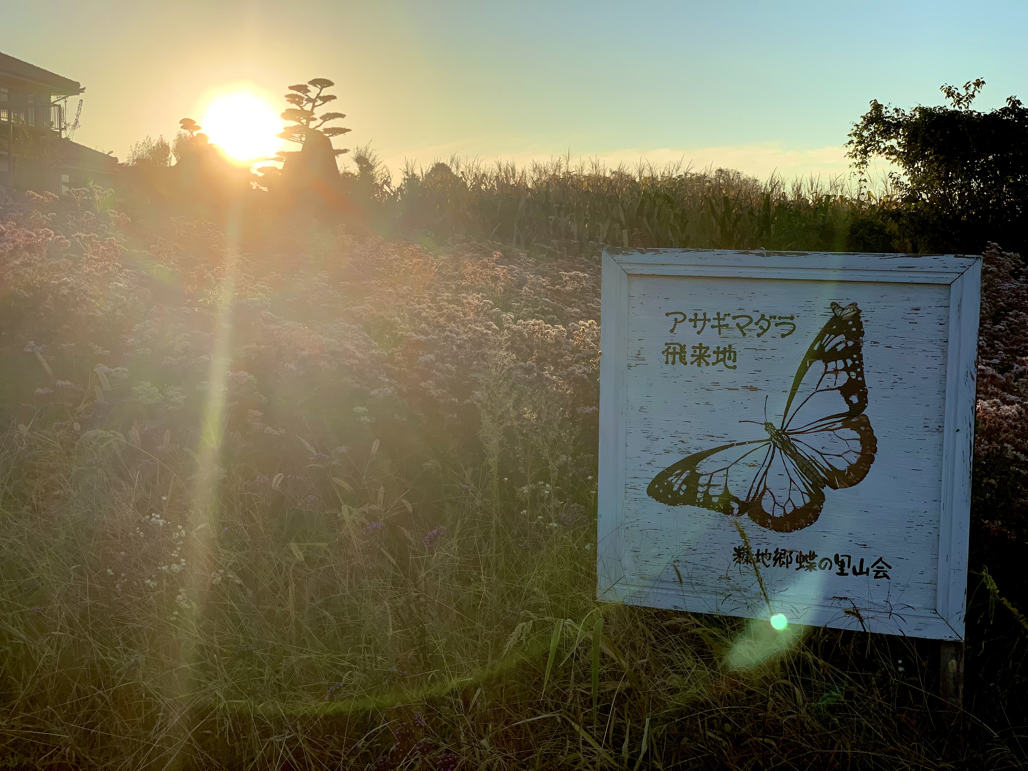 ここ糠地は希少な蝶、アサギマダラの飛来地です