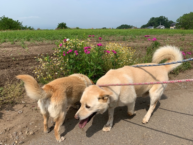 チャー＆メイと一緒に散歩に♪