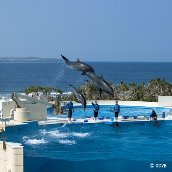 コンドミニアムリゾート名護 グランドセドナ 宿泊予約 楽天トラベル コンドミニアムリゾート名護 グランドセドナ 宿泊予約 楽天トラベル