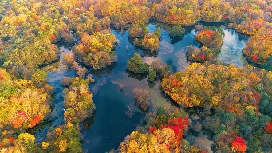 【秋の中瀬沼】裏磐梯を代表するビュースポット「中瀬沼展望台」から紅葉の絶景を一望できます。