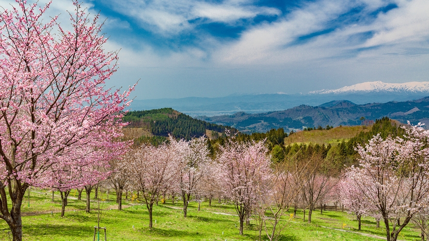 【桜峠】例年4月下旬～5月上旬にかけて3,000本もの桜が咲き誇ります。（車で約20分）