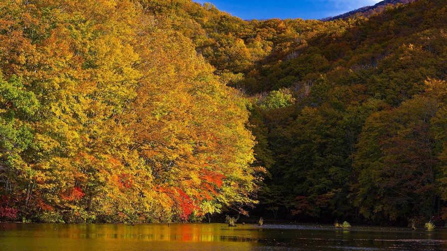 【秋の曲沢沼】紅葉時には色づいた木々が湖面に映り込み撮影ポイントの一つ。