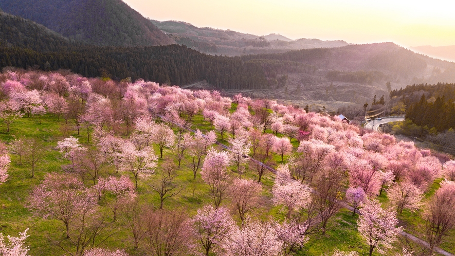 【桜峠】例年4月下旬～5月上旬にかけて3,000本もの桜が咲き誇ります。（車で約20分）