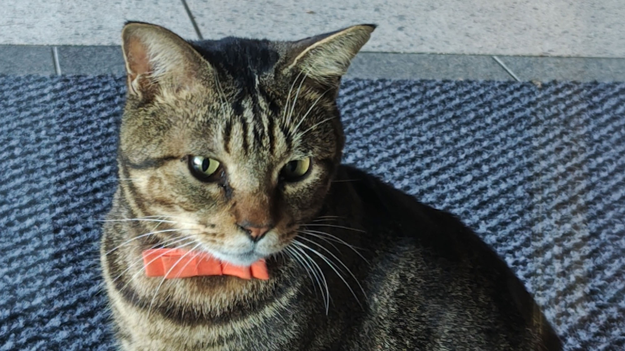 【看板猫「おやかた」のいる宿】温泉と猫がヒトにもたらす癒しの相乗効果とは？